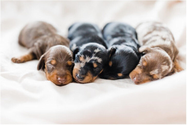 Introducing Miniature Dachshund Pups: A Haven for Finding Your Forever Companion