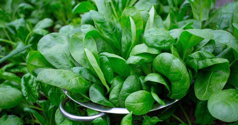 How to Grow Spinach FB