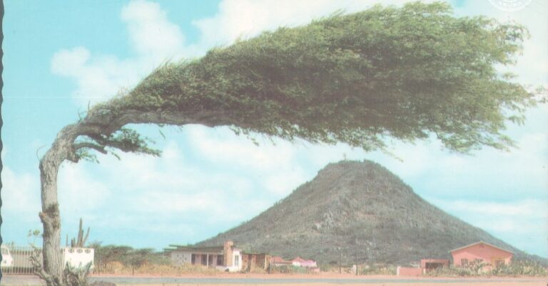 Aruba Tree