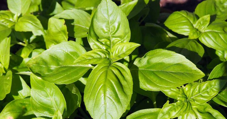 When and How to Fertilize Basil FB