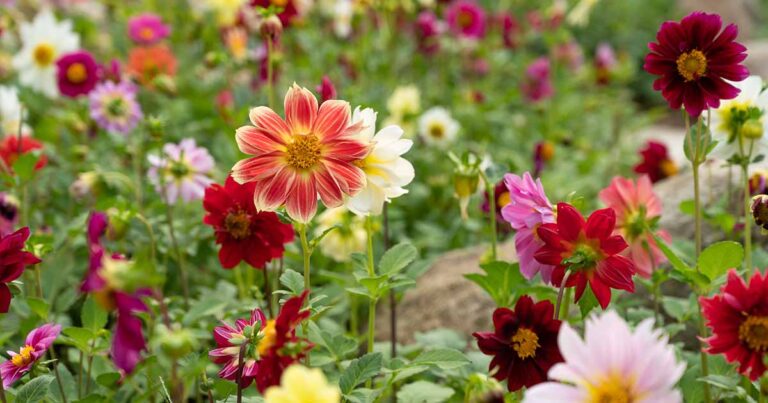 Grow Dahlias from Seed FB