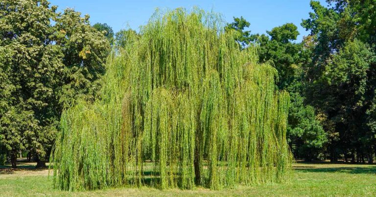 Best Willow Varieties FB