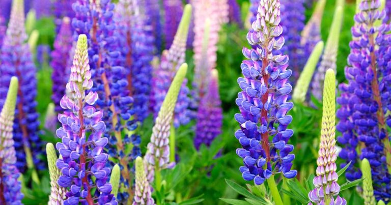 How to Grow Lupines FB