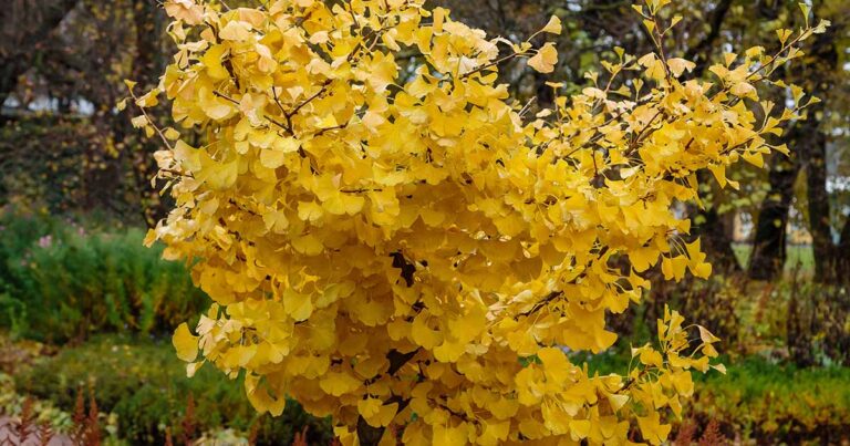 How to Propagate Ginkgo from Cuttings FB