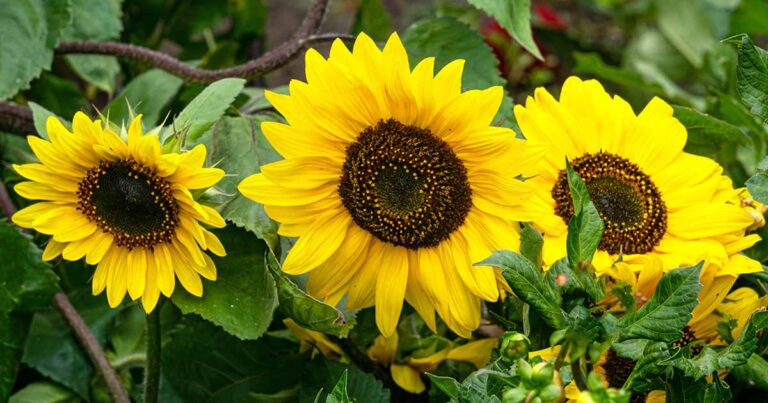 Sunflower Diseases FB