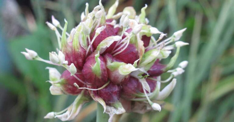 What to Do if Garlic Flowers FB