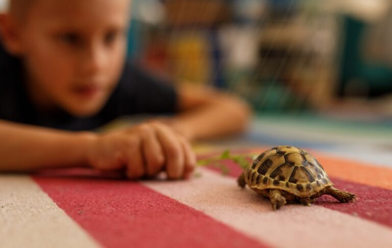 boy with tiny turtle