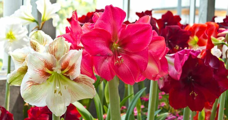 All Foliage No Flowers on Amaryllis FB