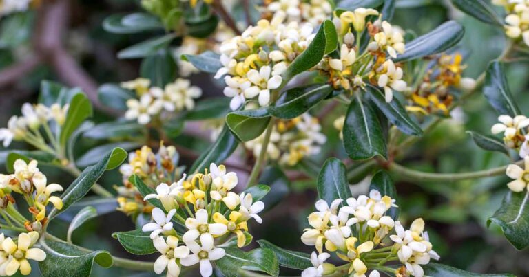 How to Grow Pittosporum FB