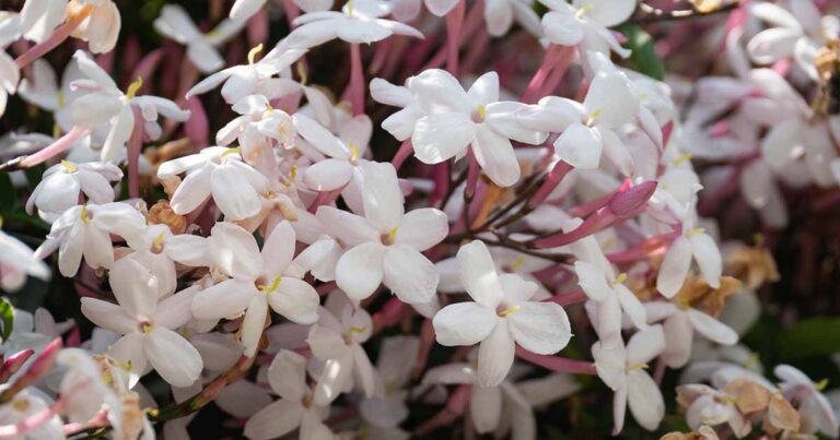 How to Prune Jasmine FB