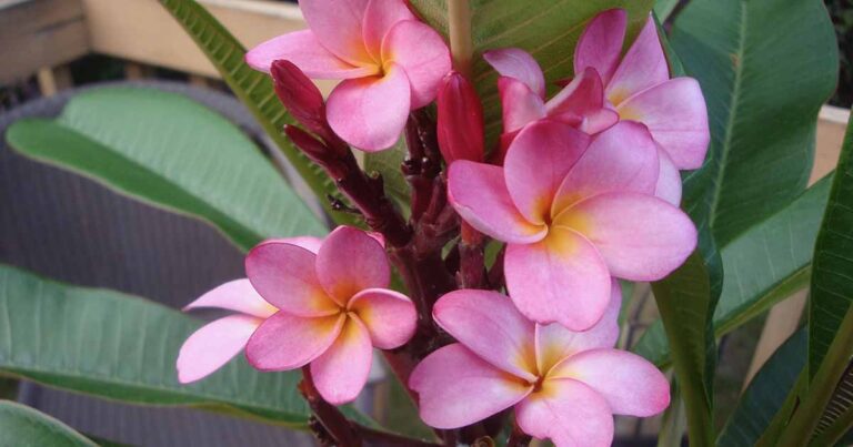 How to Grow Plumeria Indoors FB