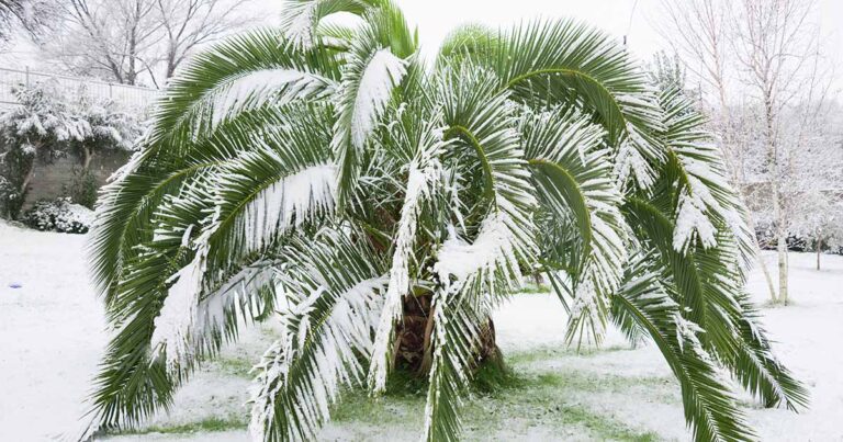 How to Winterize Palm Trees FB