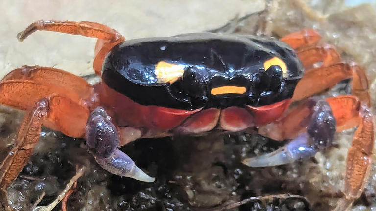 halloween crab