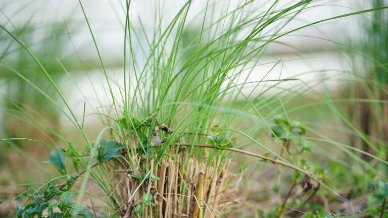 vetiver plant