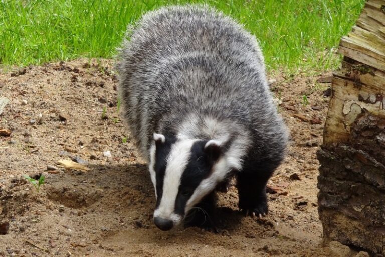 1730704847 badger