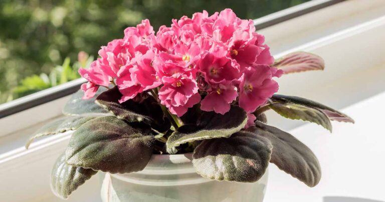 Yellow Leaves on African Violet FB