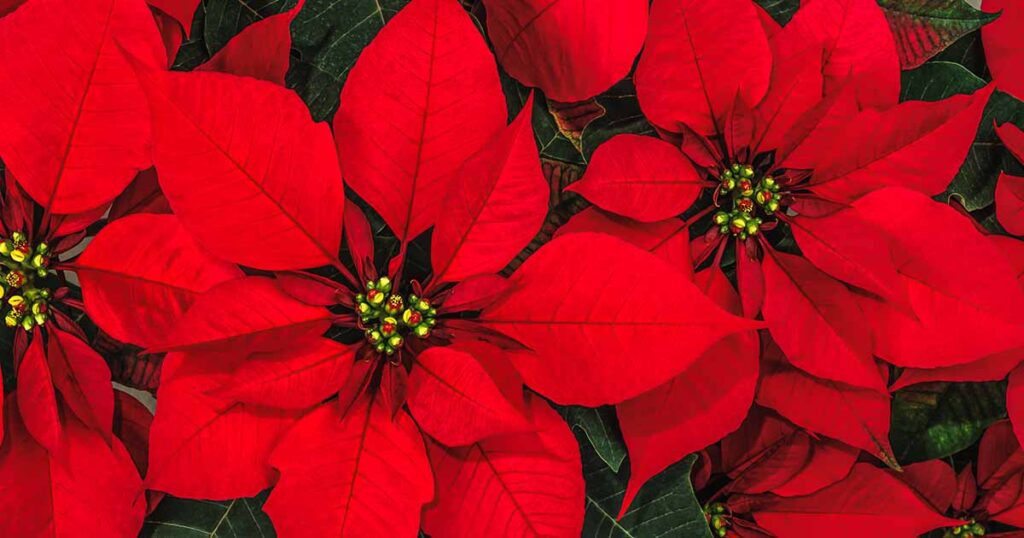 Encourage Poinsettia to Rebloom FB