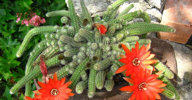 How to Grow Peanut Cactus FB