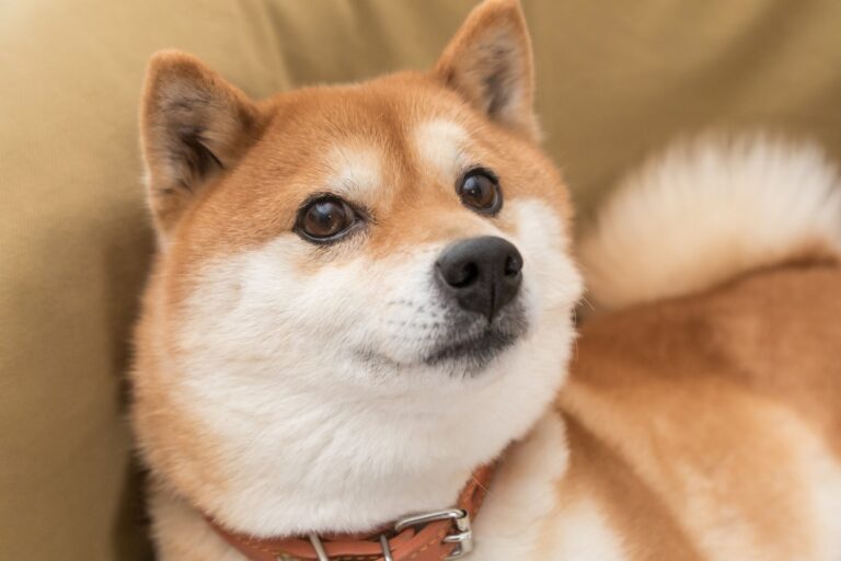 shiba inu dog doge dogecoin