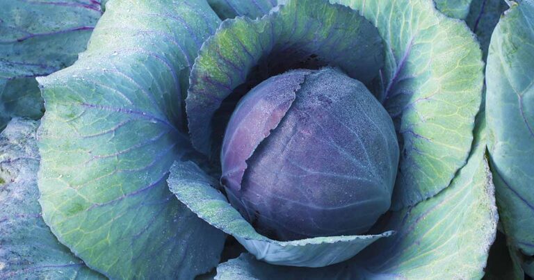 Cabbage Varieties FB