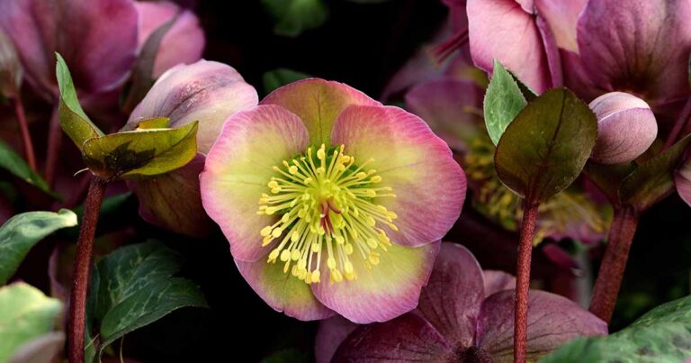 Hellebore Brown Leaves FB