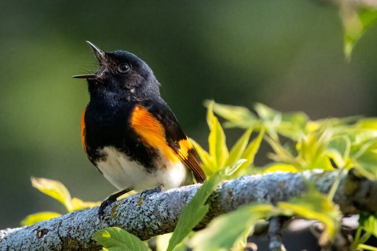 american redstart singing