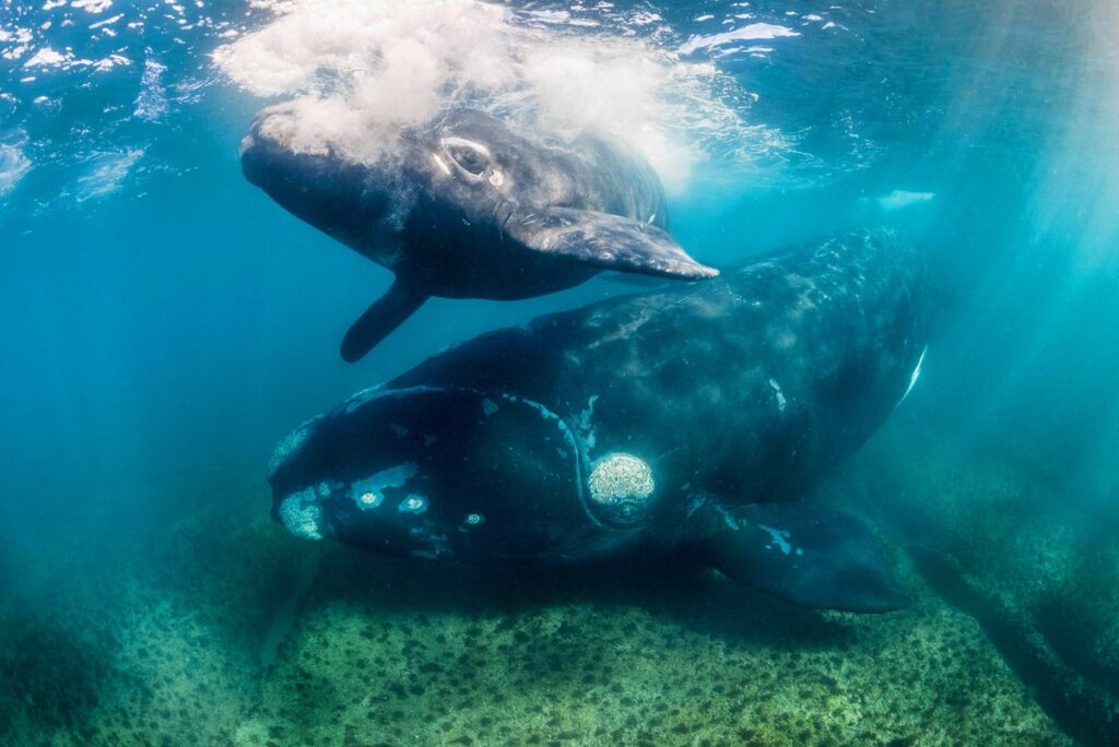 southern right whale and calf