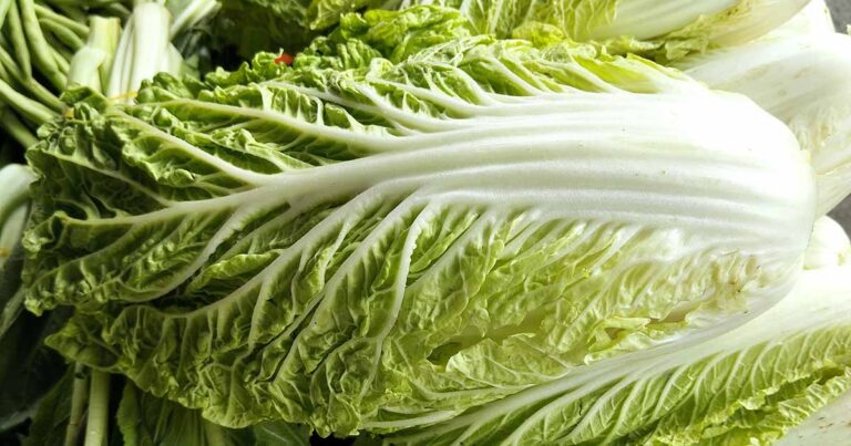 Best Chinese Cabbage Cultivars FB