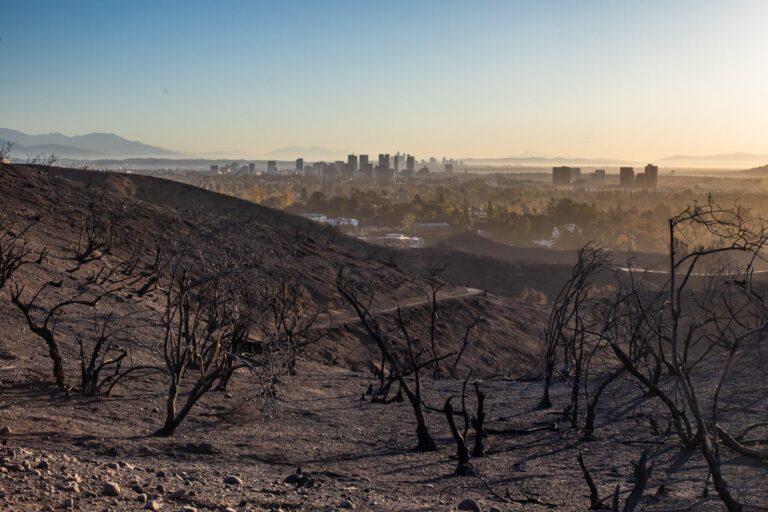 Burnt trees with LA skyline