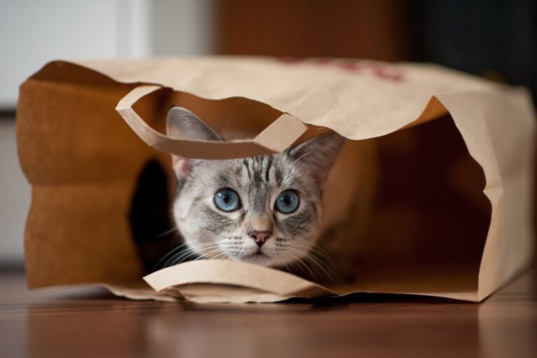 Cat in bag