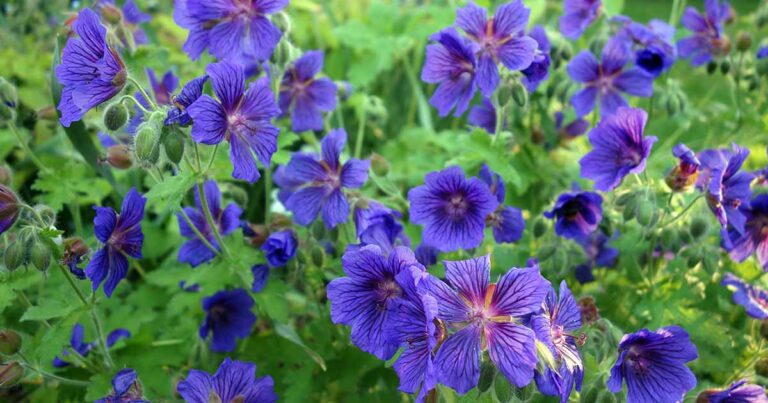 How to Grow Cranesbill Geraniums FB