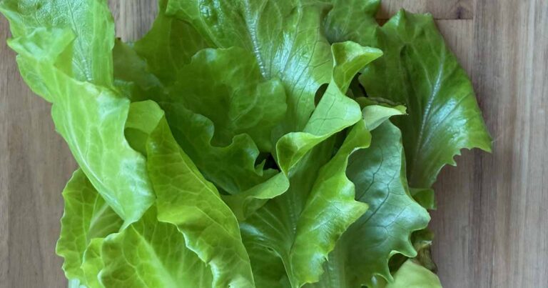 How to Grow Nevada Lettuce FB