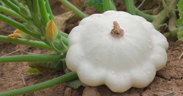 How to Grow Patty Pan Squash FB