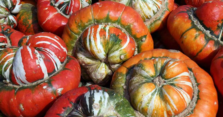 How to Grow Turban Squash FB