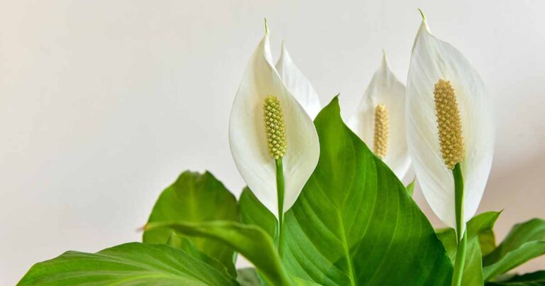 Peace Lily Not Blooming FB