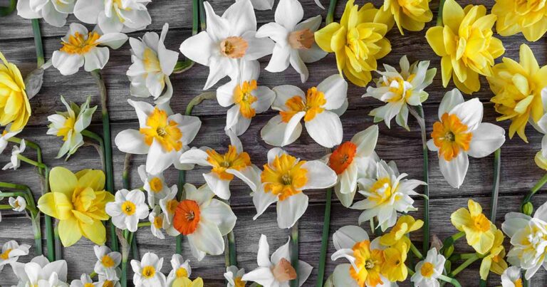 Types of Daffodils FB