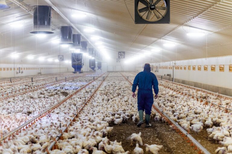 commercial poultry farm worker