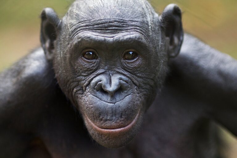 female bonobo