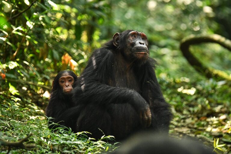 mother chimpanzee beryl and infant lindsay in uganda forest