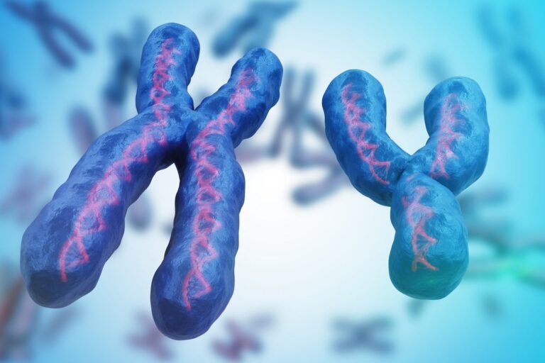 x and y chromosome