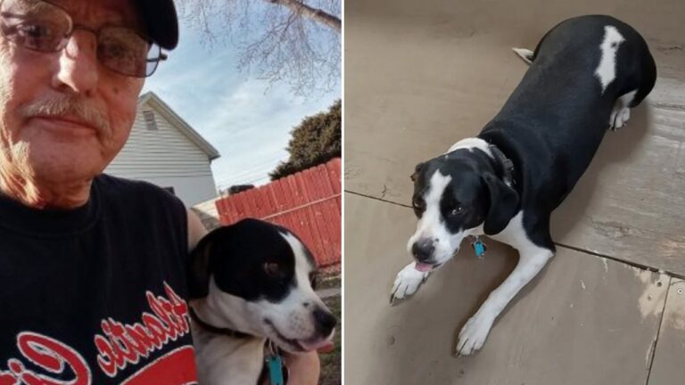 batman dog split