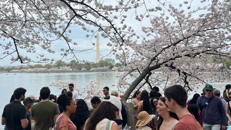 cherry blossom