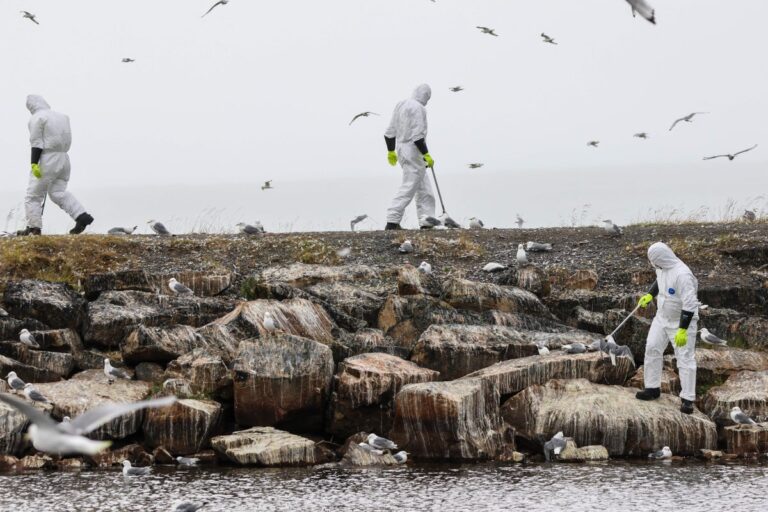 dead birds collected on shoreline