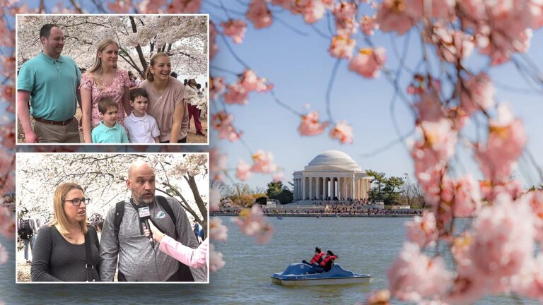 split cherry blossom