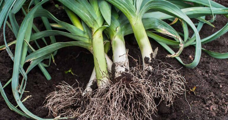Best Companion Plants for Leeks FB