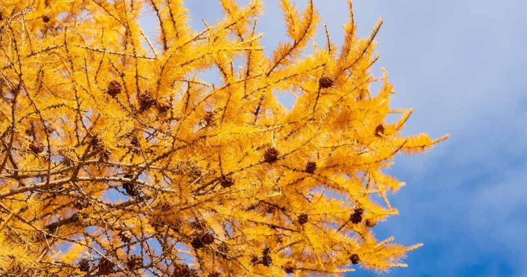 Best Larch Varieties FB
