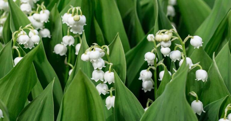 Best Lily of the Valley Varities FB