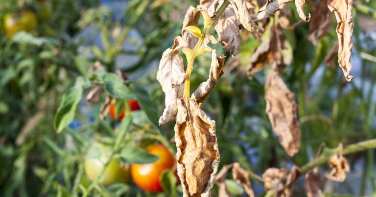 Blight on Tomatoes FB