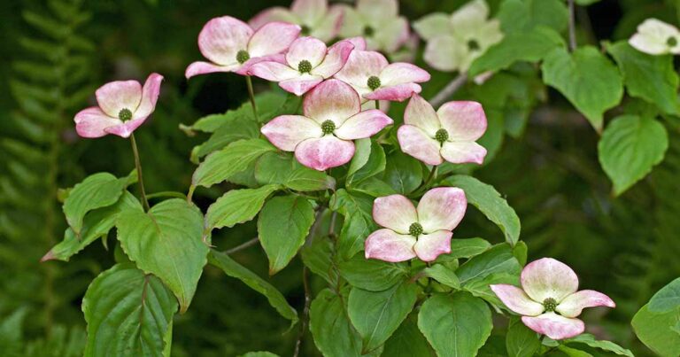 Dogwood Leaf Drop FB