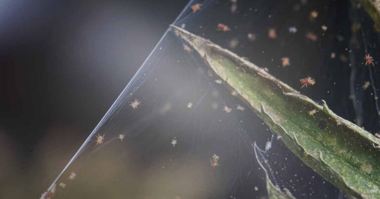 How to Control Spider Mites FB